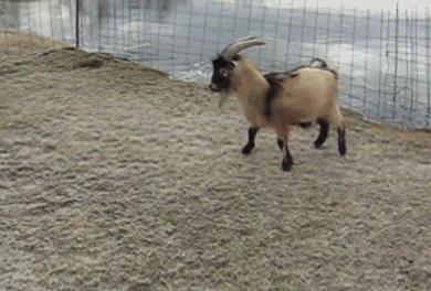58097-sliding-Goat-ice-gif--watch-an-nXDT