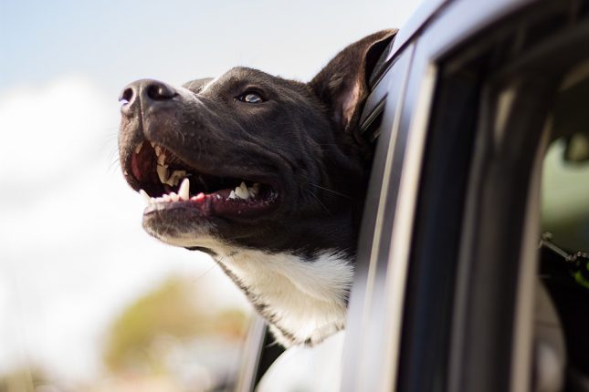 dog-1149964_960_720
